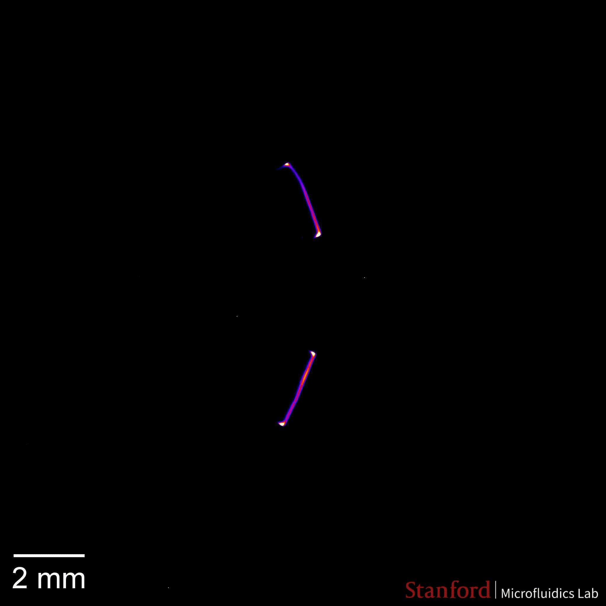 multifurcation.gif